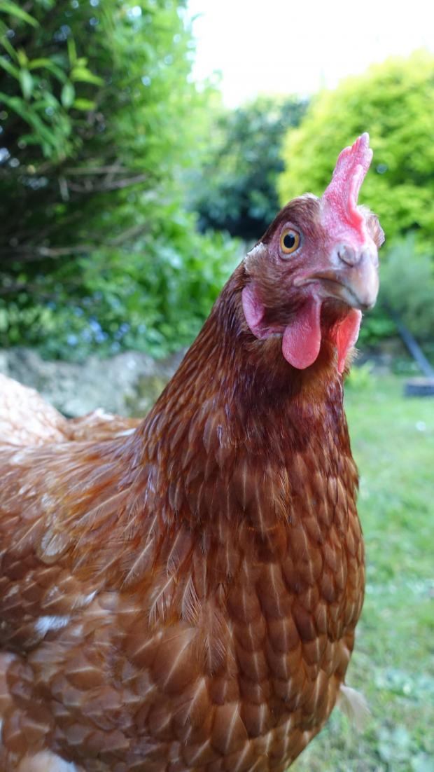 Falmouth Packet: Egg laying hens