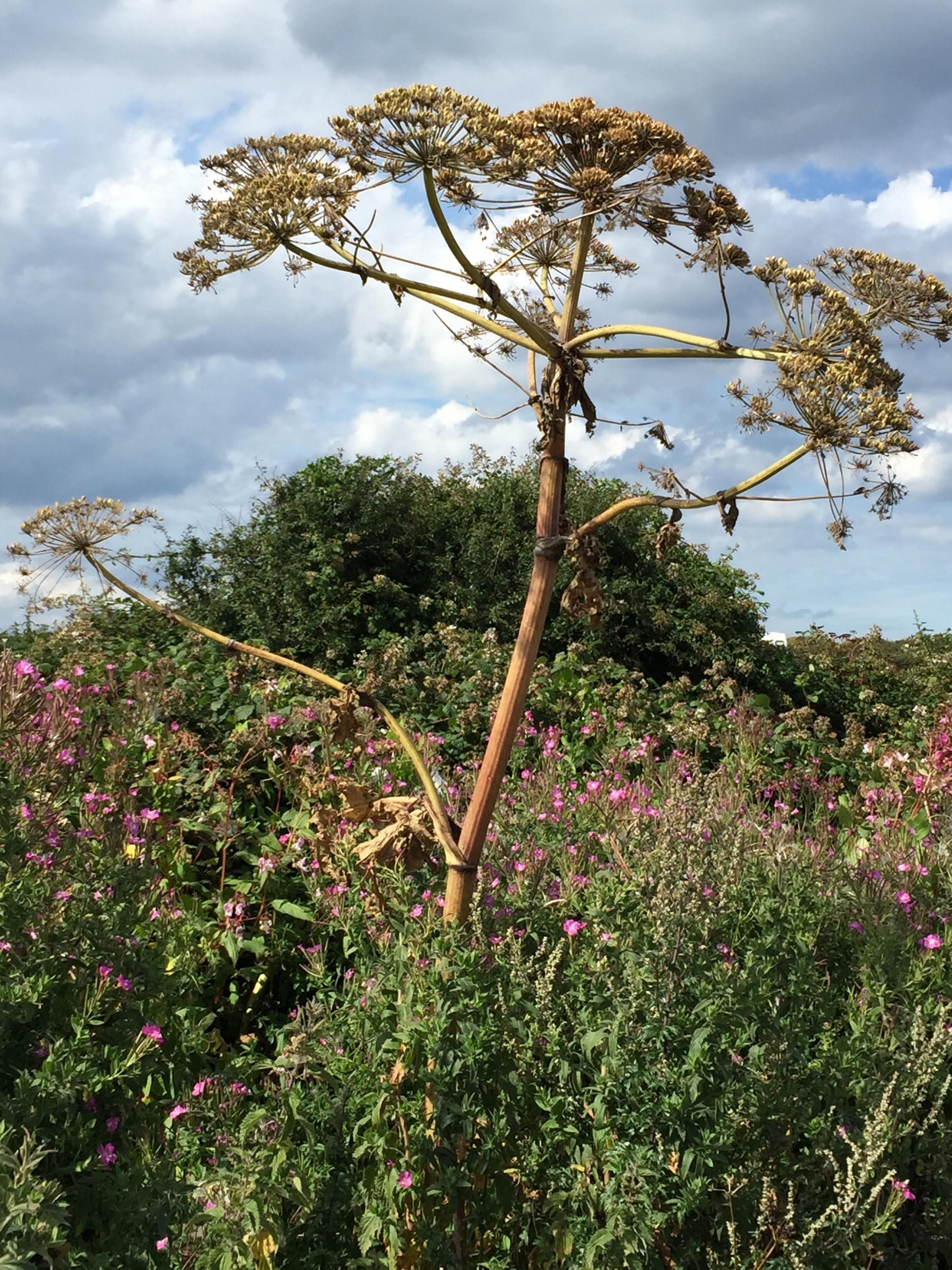 Warning issued over dangers of Giant Hogweed