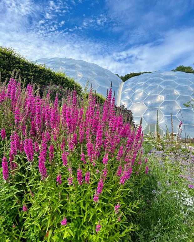 Falmouth Packet: The Eden Project will be one of the event's venues