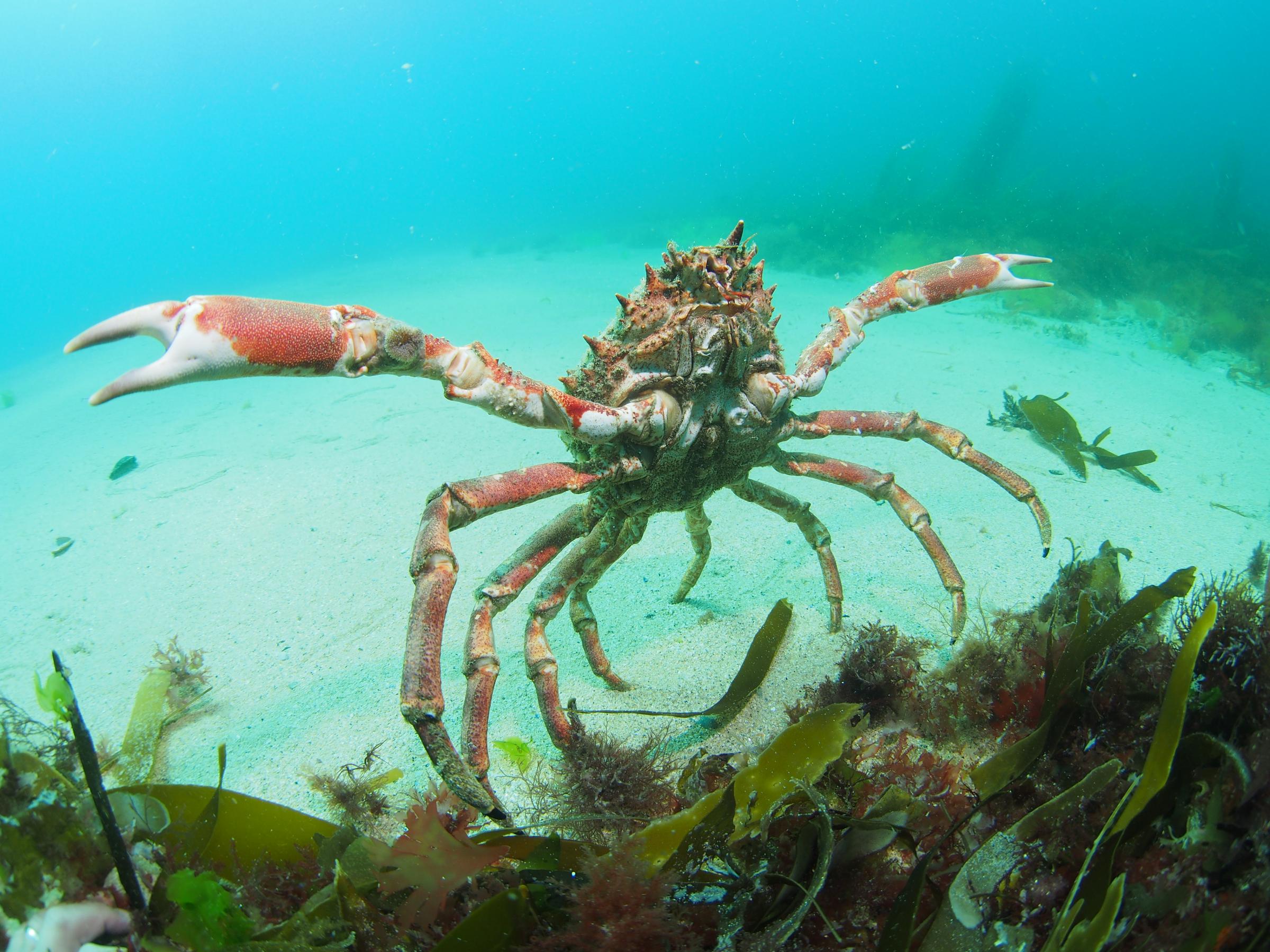 Huge spider crab pictured in Newquay, credit Matt Slater & Cornwall Wildlife Trust