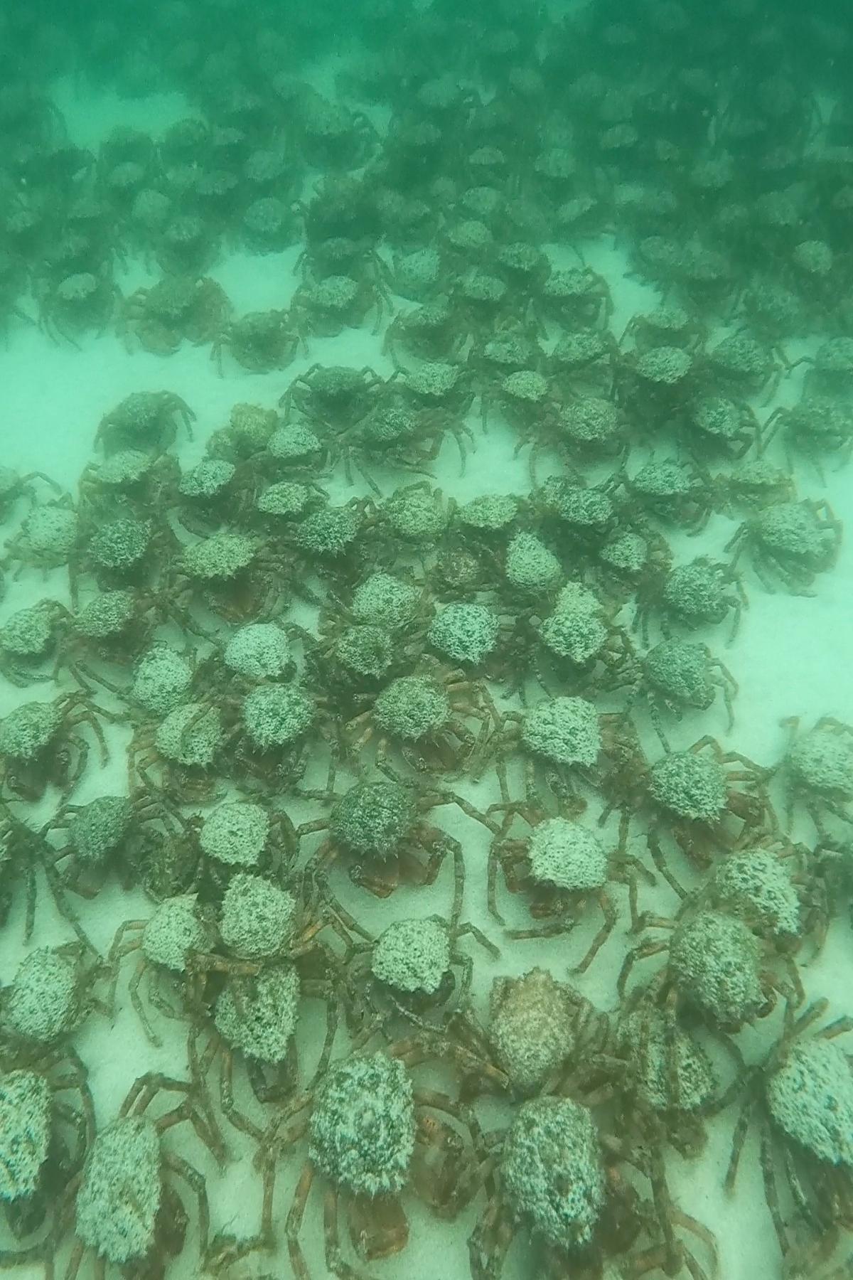 Giant spider crabs amass in multiple locations off Cornwall’s coast, credit Katie Maggs