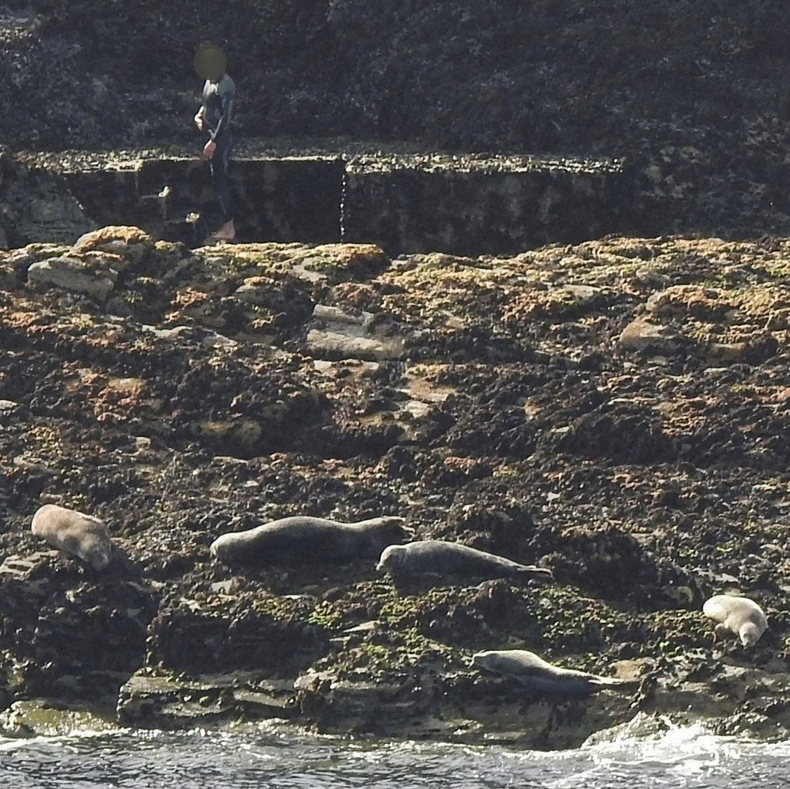 A man in a wetsuit walks on rocks close to seals Picture: Sue Sayer/SWNS