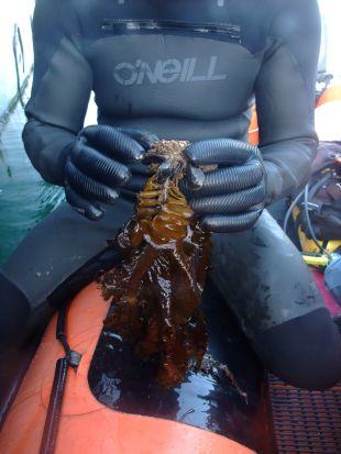 Tom Hardy Marine Conservation Officer with removed wakame seaweed, photo by Angie Gall