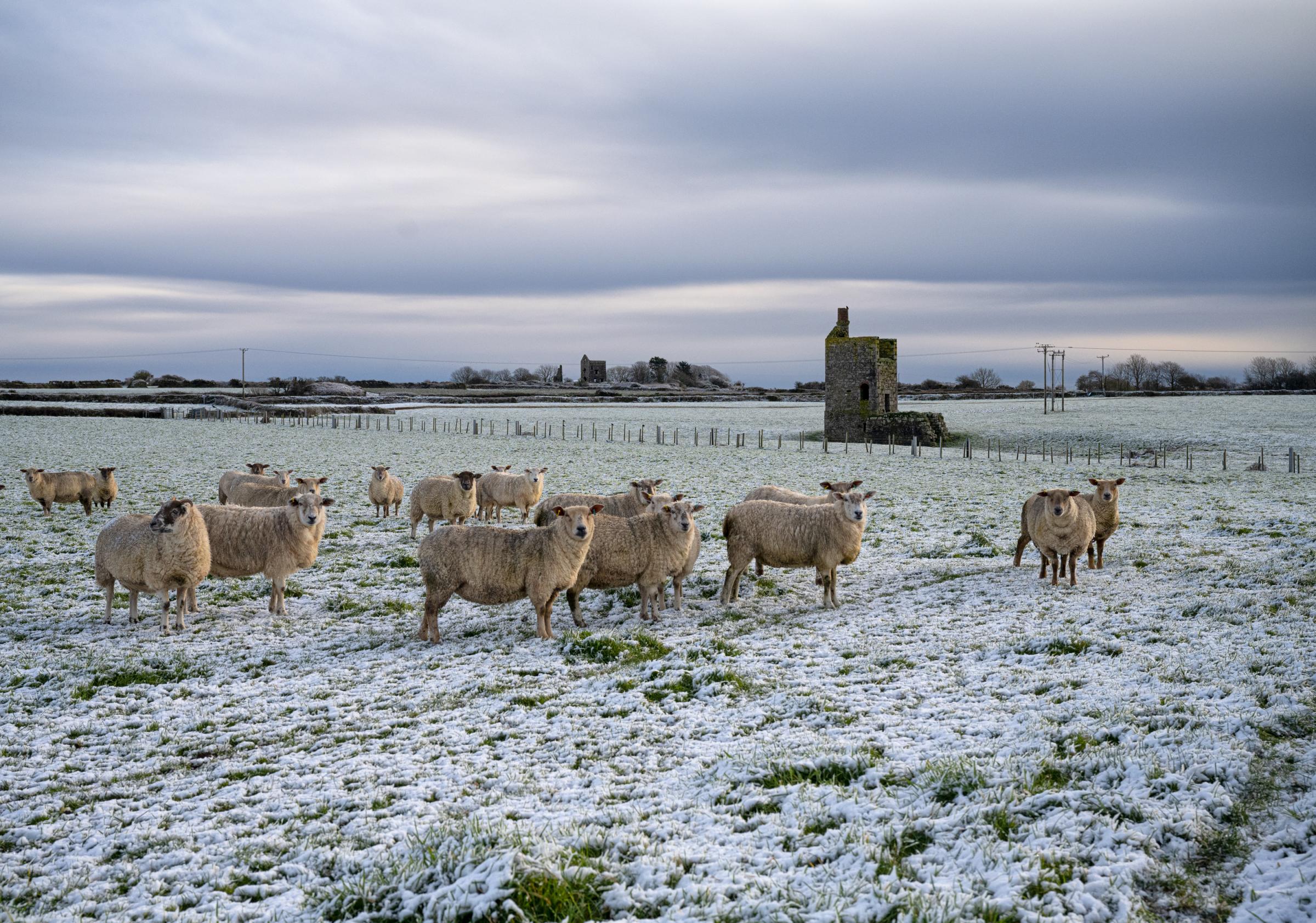 Sheep captured by photographer Kathy White near Wendron