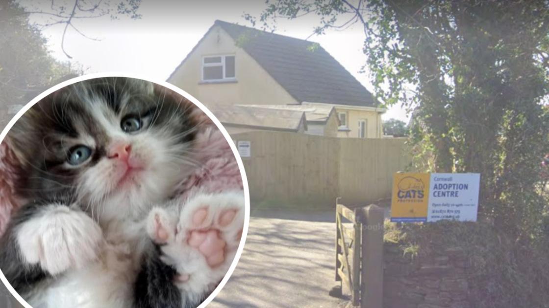 Upset as Truro and District Cats Protection Centre to close