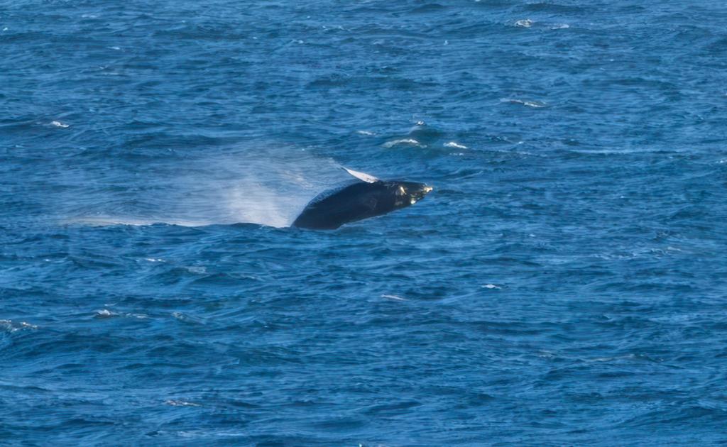 Humpback Whale spotted from Atlantic Inn, Porthleven