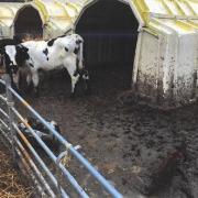 Simon Philip Stansfield, aged 63, from Upton Cross, Liskeard, pleaded guilty to causing unnecessary suffering to three calves.