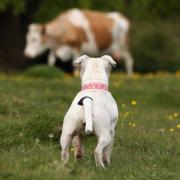 In just three months a 50 per cent increase in dog attacks on livestock has been seen