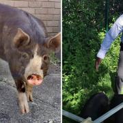 The runaway pigs were herded into a 'pen' of desks Picture: Penair School/SWNS