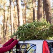 The BCTGA believes that there will be no shortage of real locally grown trees this year  Picture: Getty Images