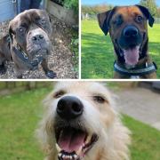 LOOKING FOR LOVE: Could you offer a forever home to a rescue dog at RSPCA Cornwall branch?