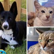 National Animal Welfare Trust have 3 pets looking for a home in Cornwall.