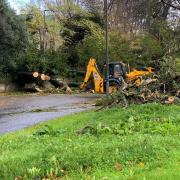 The tree is chopped up and removed from Tregolls Road in Truro  Picture: Mark Picken