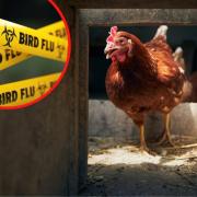Two cases of bird flu have been confirmed in the south west so far, near Bournemouth and in the Forest of Dean