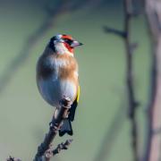 Morning Goldfinch by Mark Quilter