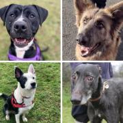 Four dogs looking for their forever homes. Pictures: RSPCA Cornwall
