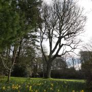 The oak tree planted at Trengwainton to mark Queen Victoria's jubilee  Picture: Marina Rule/National Trust
