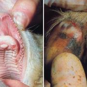 Examples of foot and mouth disease in animals  Pictures from file: Defra