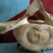The 700-year-old whale bone is now on display in Cornwall