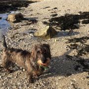Dogs are allowed back on some Cornish beaches all day from today
