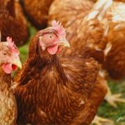 Cornwall Council Trading Standards is reminding all keepers of poultry that they are legally required to follow strict biosecurity measures