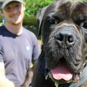Basher the mastiff has finally been adopted from Cornwall RSPCA  Picture: SWNS