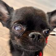 Jerry the Chihuahua needs important surgery with the Cornwall branch of the RSPCA
