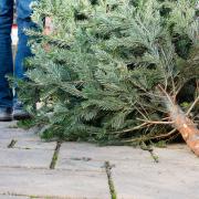 Cornwall Council will not be collecting Christmas trees from every household this year