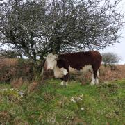 One of Hannah's cows grazing the croft land