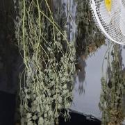 Some dope left the door open! - cannabis farm found in house