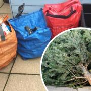 Christmas tree recycling collections are being offered in parts of Cornwall, for charity