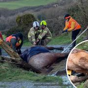 Yestin the horse is pulled from the ditch by Mullion firefighters