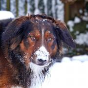 Sandra Roskruge's dog Raff enjoying the snow