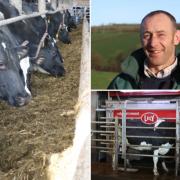 Andrew Griffin has a 150 strong herd of Holsteins near Launceston