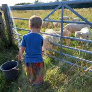 A little boy giving the lambs some food