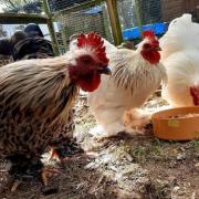'It's still a criminal offence,': RSPCA speak out on recent chicken abandonment