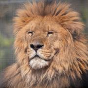 Newquay Zoo's African lion, Boss.