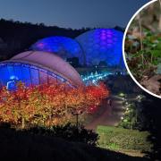 Five hundred trees have been planted this winter at the Eden Project to repair gaps in ancient Cornish hedges