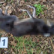 The body of the lurcher was found by a member of the public