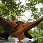 Fly by Ai Weiwei in the Eden Project's Rainforest Biome