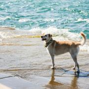 Restrictions on dogs going onto 14 of Cornwall's beaches came into force in May