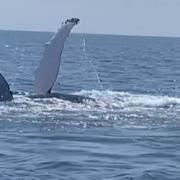 The Humpback Whale was filmed off Cadgwith by fisherman Danny Phillips