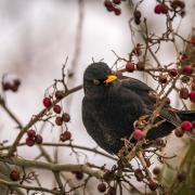 File image of a blackbird with other berries