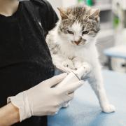 New RSPCA figures show the number of cat cruelty complaints in Cornwall