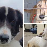Currently, five different dogs that have been found in several areas across Cornwall
