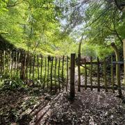 Your chance to own your own ancient woodland