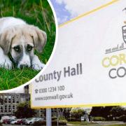 The RSPCA has awarded Cornwall Council a gold award for its stray dog servce