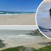 Cornish beaches have been ranked in a list of the top ten dog friendly beaches in the UK