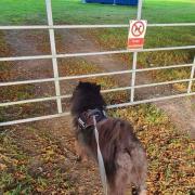 An unhappy dog in Callington