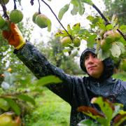 Eden Project apples have been harvested, pressed, cooked and served to visitors as part of the Apple Academy